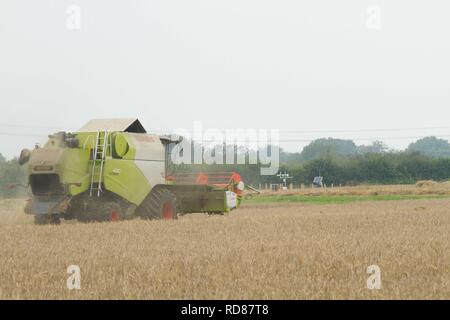 Harvesting grain as part of Rothamsted Experimental station efficiency experiments Stock Photo