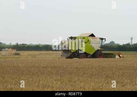 Harvesting grain as part of Rothamsted Experimental station efficiency experiments Stock Photo