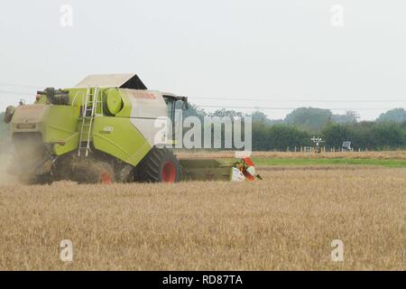 Harvesting grain as part of Rothamsted Experimental station efficiency experiments Stock Photo