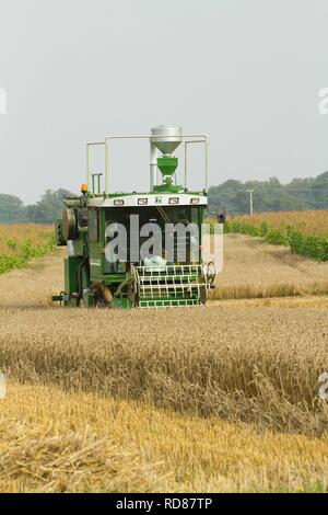 Harvesting grain as part of Rothamsted Experimental station efficiency experiments Stock Photo