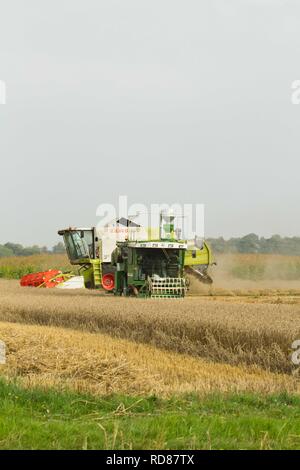 Harvesting grain as part of Rothamsted Experimental station efficiency experiments Stock Photo