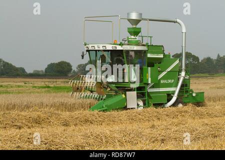 Harvesting grain as part of Rothamsted Experimental station efficiency experiments Stock Photo