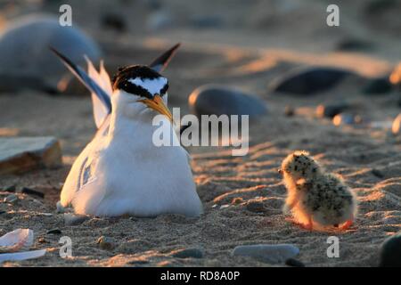 Newly hatched Little Tern (Sterna albifrons ) chick walking back to parent sitting on nest -scrape in the beach .Climate change species Stock Photo