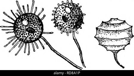 . Fresh-water biology. Freshwater biology. 209 (210) Tentacles branched. Animals solitary, sessile, discoidal, or sub- spherical, with the surface of the integument indurated. Tentacles flexible, non-contractUe, finely perforate at their ex- tremities. Increasing by gemmation. Dendrocomeles Stein. Representative species. Dendrocomeles paradoxus Stein 1851. Tentacles equal in length to the diameter of the body, usually five or less in number. The distal terminations of the tentacles are capable of great expansion and, by means of these, other Protozoa are captured and the pro- toplasm of their  Stock Photo