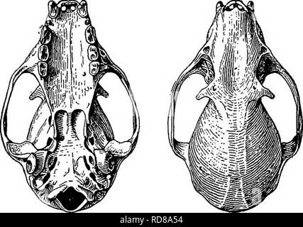 . The families and genera of bats . Bats; Bats. Upper incisors simple ...