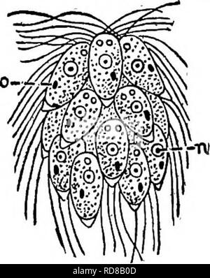 . Fresh-water biology. Freshwater biology. 189 (188) Colony ellipsoidal with sixteen cells in four rows around a longi- tudinal axis. Each cell bears four ilagella. Spondylomorum Ehrenberg. Representative species. Spondylomorum qualernarium Ehrenberg 1848. Reproduction occurs by the cells of the colony separating and each individual building up a new colony by cell division. Colonies often produced in large numbers in pond water. Movements rapid, rotating on the long axis. Green in color. Very favorable conditions are necessary in order that the flagella may be seen and counted.. Fig. 447. Spo Stock Photo