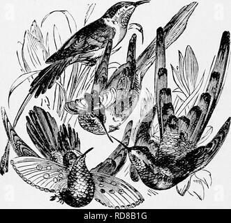 The popular natural history . Zoology. 292 HUMMIXG-BIRDS. or 