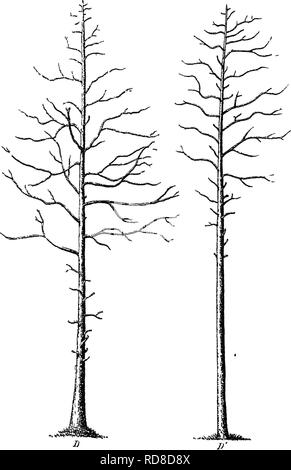 Maple Tree Section Cross-section through maple tree wood (Acer sp.) showing the annual ...
