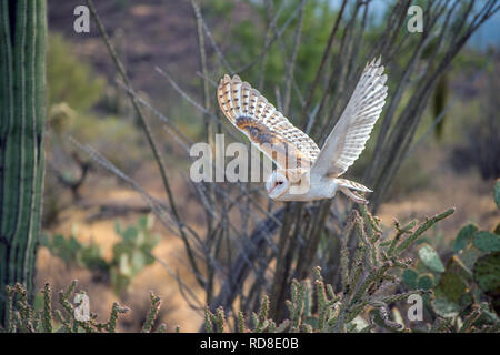 Barn Owl in Flight across the Arizona Desert Stock Photo