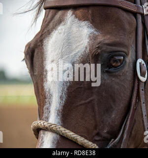Closeup of a Horse at the Track with Reflection in Eye Stock Photo