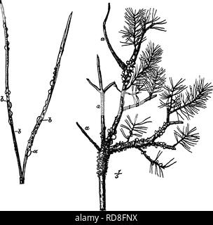 . Timber and some of its diseases. Timber; Trees. XII.] PINE-BLISTER ...