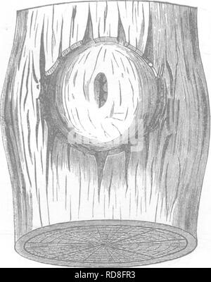 . Timber and some of its diseases. Timber; Trees. IX.] HEALING OF ...