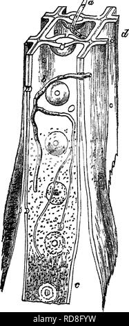 . Timber and some of its diseases. Timber; Trees. v.] TRAMETES ...