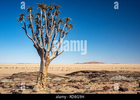 Lone Quiver Tree or Kokerboom (Aloe dichotoma) in the Namib Desert near the Kuiseb Canyon, Namibia, Africa Stock Photo