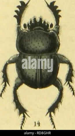 . C. G. Calwers Ka?ferbuch; Naturgeschichte der Ka?fer Europas zum Handgebrauche fu?r Sammler. Beetles. . Please note that these images are extracted from scanned page images that may have been digitally enhanced for readability - coloration and appearance of these illustrations may not perfectly resemble the original work.. Calwer, C. G. , -1874; Ja?ger, Gustav, 1865-. Stuttgart, J. Hoffman