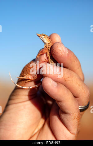 Shovel-snouted lizard (Meroles anchietae) - Elim Dune in Namib-Naukluft National Park, Namibia, Africa Stock Photo