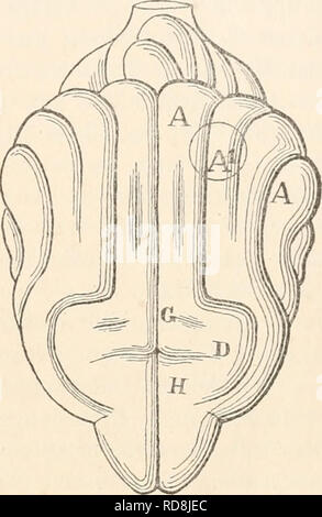 . Einleitung in die vergleichende gehirnphysiologie und Vergleichende psychologie, mit besonderer berücksichtigung der wirbellosen thiere. Brain; Psychology, Comparative; genealogy. Ceiitrentheorie und Scgmeutallheorie im Grosshirn. 169 Die moderne Fiinctionslocaliscition im Grosshirn ist liistorisch die directe Fortsetzung der Gall'schen Plirenologie. Gall, der bekanntlich allen möglichen und unmöglichen „Seelenvermögen&quot; einen besonderen Sitz im Grosshirn anwies, unterschied u. a. einen Wortsinn (Wortge- dächtniss) und Sprachsinn (philologisches Talent) (1). Er verlegte diese „Vermögen&q Stock Photo