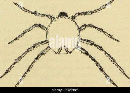 . American spiders and their spinning work. A natural history of the orbweaving spiders of the United States, with special regard to their industry and habits. Spiders. Fig. 189. Cocoon of Huntsman spider, as clasped and carried by the mother. (View from above.) flat circular plate which is attached to the object, rock, bark, or wood on which the cocoon is spun; and, second, a convex covering which fastens above the eggs like a cap. The inside is lined with pure white silk, but the outside is often of a grayish brown, and ap- parently is purposely soiled in order to subdue the color. Usu- ally Stock Photo