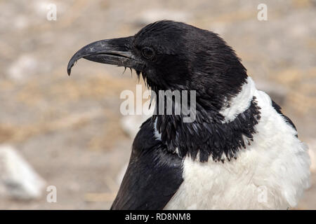 Close-up of Pied crow (Corvus albus) - Etosha National Park, Namibia, Africa Stock Photo