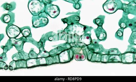 Angiosperm Morphology Peltate Trichome in Abaxial Epidermis of Ligustrum (36198189074). Stock Photo