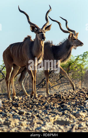 Greater kudu (Tragelaphus strepsiceros) - Safarihoek Lodge, Etosha Heights, near Etosha National Park, Namibia, Africa Stock Photo