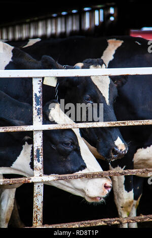 Closeup of dairy cows in the indoor barn of a Canadian farm. Vertical orientation. Stock Photo
