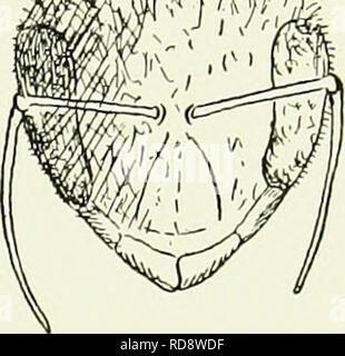 . The honey-makers. Bees. Eyes, Antennae, and Brain 41 when it comes to a near-at-hand object, the bee, as far as they are concerned, is very hkely as bhnd as if it had no eyes. So these twelve or thirteen thousand facets have to be re-enforced by more eyes ; and near the top of the head, between the compound eyes, are three other visual organs arranged in a triangle, ^r^^^yil^'Wx. each one large as compared with a facet, j^^'Vr'V ;7';5f though small as compared with the com- pound eyes themselves. These three simple eyes are overhung by tufts of hairs like very shaggy eye- brows, and when one Stock Photo