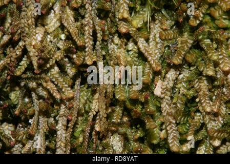 Anastrophyllum minutum (a, 142634-474025) 4364. Stock Photo