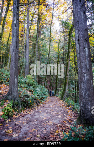 A two women in blue jackets walks with backpack strolling along a path in a wild forest covered with yellowed autumn leaves, enjoying the scent of wil Stock Photo