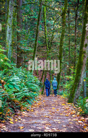 A two women in blue jackets walks with backpack strolling along a path in a wild forest covered with yellowed autumn leaves, enjoying the scent of wil Stock Photo