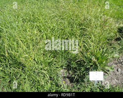 Anthericum liliago - Botanical Garden in Kaisaniemi, Helsinki - Stock Photo