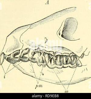 . Einführung in die vergleichende Anatomie der Wirbeltiere, für Studierende. Zähne der Säugetiere. 301. Please note that these images are extracted from scanned page images that may have been digitally enhanced for readability - coloration and appearance of these illustrations may not perfectly resemble the original work.. Wiedersheim, Robert, 1848-1923. Jena, Fischer Stock Photo