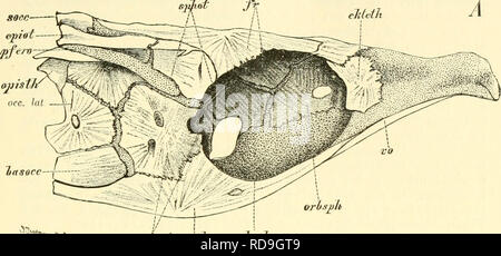 Okav hi res stock photography and images Alamy