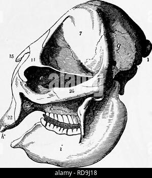 . Zoology : for students and general readers . Zoology. THE PROBOSGIDIANS. 597 Period a fossil Sireuiau {HaUiheriuin) iuhubited the sliores of western Europe. In the structure of tlae sl;ull, their dentition and their her- bivorous habits the Sirenians in a degree connect tlie Ceta- ceans with the Ungulates. Order 7. Prohoscidia.—Only two representatives of this group are now in existence, the Asiatic and African elephant, a number of other forms having become extinct. The group is well circumscribed, when we consider the living species, but in the early (Eocene) Tertiary Period there existed  Stock Photo