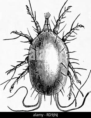 . Zoology : for students and general readers . Zoology. Fig. 314.—Sugar-mite. Much en- larged. TPig. 313.—Ixodes bovis. Natural size and enlarged.. Please note that these images are extracted from scanned page images that may have been digitally enhanced for readability - coloration and appearance of these illustrations may not perfectly resemble the original work.. Packard, A. S. (Alpheus Spring), 1839-1905. New York : Henry Holt Stock Photo