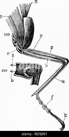 . Zoology : for students and general readers . Zoology. 3-iS zooLoa r. cuneiform, stafi-like bodies, with very finely-pomtcd ex- tremities (primitive nerve-fibres?), which are surrounded by loosely aggregated ganglionic globules.&quot; (Siebold s Anatomy of the Invertebrates.) In walking, the locust, beetle, or, in fact, any msect, raises and puts down its six legs alternately, as may be seen by observing the movements of a beetle (Fig. 292). While the structure of the limb of a ver- tebrate and insect is not homol- ogous, yet the mechanism or functions of the parts are in the main the same, a Stock Photo