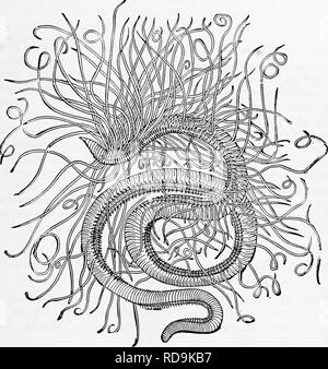 . Zoology : for students and general readers . Zoology. SILURIAN WORM TRACKS. 337 especially on the coast of Brazil. The minute nautilus-like shells of Spirorbis live attached to the fronds of sea-weeds especially the different kinds of Fucus.. Fig. W.— Cirratulm grandis.—After Verrill. Many sea-worms are highly iihosphorescent,the light emit- ted being intensely green. The tracks of worms like the Nereis of to-day occur in the lower Silurian slates; their bristles, however, were spinulose, as in the larval worms. Thus the type, though highly specialized, has, unlike most sjDecialized groups, Stock Photo