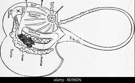 . Zoology : for students and general readers . Zoology. STRUCTURE OF APPENDICULARIA. 199 body-cavity which lies between the end of the intestine and the atrial or excurrent orifice ; into this atrial region the faeces, eggs, etc., pass on tlieir way to and out of the atrial orifice. The simplest form of Tunicate is Appenclicularia, which is tadpole-shaped, bearing a general resemblance to the larva of an ordinary Ascidian, so that it may be properly called a larval form. The Appendicularia is a pelagic animal, usually about a quarter of an inch in length, found floating at or near the surface  Stock Photo