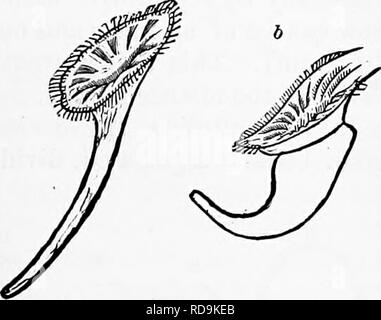 . Zoology : for students and general readers . Zoology. STRUCTURE OF BRAGHIOPODS. 191 but with no ganglionic enlargements, except in Di.wina, where they terminate each by a ganglion in the last two posterior muscles. Morse has discovered the presence of auditory capsules in Lingula. Eespiration is mainly carried on in the mantle (pallial membrane). In Lingula the pallial membrane is divided into oblique transverse sinuses, which run parallel to each other. From these arise, says Morse, numerous flattened ampullas, which are highly Fig.i3o.-ATnpuii^ofwood contractilc. The blood courses in sinus Stock Photo