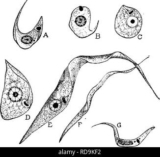 Trypanosomes of Chagas disease parasites in the blood 400x Stock Photo ...