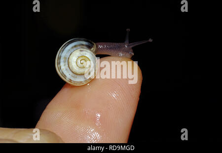 A little snail on a girl's finger Stock Photo
