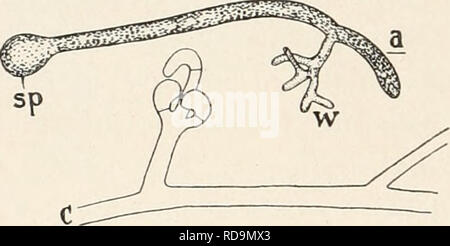 . Einführung in die Biologie. Biology. - -^fe^..«p.^gggisa.-&amp;„igg.gS. Please note that these images are extracted from scanned page images that may have been digitally enhanced for readability - coloration and appearance of these illustrations may not perfectly resemble the original work.. Maas, Otto, 1867-1916; Renner, Otto. München, Berlin, R. Oldenbourg Stock Photo