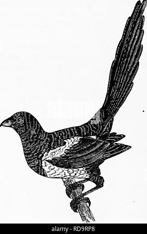 . Zoology : for students and general readers . Zoology. 564 ZOOLOGY. 478), the crow, and blackbird, so useful a bird, notwith- standing its misuhievous propensities; the oriole, whose. Fig. 478.—Magpie.—From Couep' Key.. Please note that these images are extracted from scanned page images that may have been digitally enhanced for readability - coloration and appearance of these illustrations may not perfectly resemble the original work.. Packard, A. S. (Alpheus Spring), 1839-1905. New York : Henry Holt Stock Photo