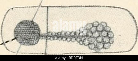 . Einführung in die Biologie. Biology. G; ge. Please note that these images are extracted from scanned page images that may have been digitally enhanced for readability - coloration and appearance of these illustrations may not perfectly resemble the original work.. Maas, Otto, 1867-1916; Renner, Otto. München, Berlin, R. Oldenbourg Stock Photo