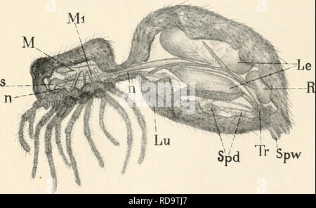 . EinfÃ¼hrung in die Biologie. Biology. Fig. 114. Weibliche KÃ¼chenschabe, von oben gesehen, aus KÃ¼kenthal. Mittel zu sehen ist, um in die Mannigfaltigkeit der Erscheinungen eine gewisse Ordnung zu bringen. Das System ist zwar in diesem Sinne. Fig. 115. Seitliche Ansicht einer Spinne, halbgeÃ¶ffnet, s = Schlund, M, Mi = Magen, n = Nervensystem, Lu = Lunge, Tr-â Tracheen, Spd = SpinndrÃ¼sen, Spw = Spinnwarzen, Le = Leber, R = Rektalblase am Enddarm. von Menschen subjektiv ausgedacht, stellt aber doch nicht etwas will- kÃ¼rlich oder kÃ¼nstlich Konstruiertes dar, sondern hat seine reale Grund-. 