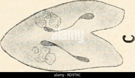 . Einführung in die Biologie. Biology. . Please note that these images are extracted from scanned page images that may have been digitally enhanced for readability - coloration and appearance of these illustrations may not perfectly resemble the original work.. Maas, Otto, 1867-1916; Renner, Otto. München, Berlin, R. Oldenbourg Stock Photo