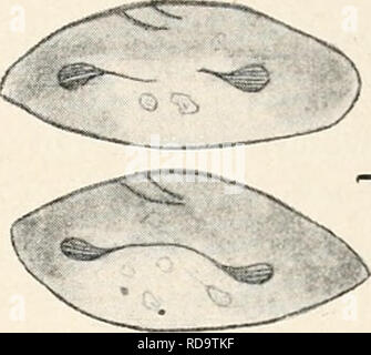 . Einführung in die Biologie. Biology. . Please note that these images are extracted from scanned page images that may have been digitally enhanced for readability - coloration and appearance of these illustrations may not perfectly resemble the original work.. Maas, Otto, 1867-1916; Renner, Otto. München, Berlin, R. Oldenbourg Stock Photo