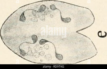 . Einführung in die Biologie. Biology. . Please note that these images are extracted from scanned page images that may have been digitally enhanced for readability - coloration and appearance of these illustrations may not perfectly resemble the original work.. Maas, Otto, 1867-1916; Renner, Otto. München, Berlin, R. Oldenbourg Stock Photo