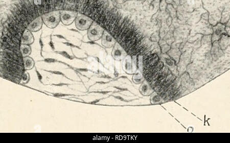 . EinfÃ¼hrung in die Biologie. Biology. Die Zelle. 191 â¢&quot;.-:&lt;*â V . .Hc^' -Hi â ;. / â y Fig. 85. Bildung der Knocliensubstanz (k) aus epithelialen Zeilen (o), kn = einzelne KnochenkÃ¶rperchen. Schnitt durch den Unterkiefer eines Kalbs (nach Rose). Im AnschluÃ an diese Gewebe sind noch die KÃ¶rperflÃ¼ssig- keiten zu nennen, aus dem Stoffwechsel herrÃ¼hrend, aber ebenfalls in letzter Instanz Ausscheidungsprodukte von Zellen darstellend. In diesen FlÃ¼ssigkeiten, wie Blut und Lymphe, kÃ¶nnen noch ganze Zellen als charakteristische Gewebselemente mitgefÃ¼hrt werden; die roten Blut- kÃ¶rp