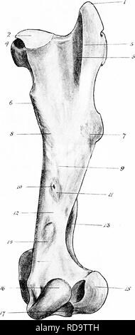 . The surgical anatomy of the horse ... Horses. Plate XII.— Right Femur A. ANTERIOR ASPECT 1. Summit of great trochanter (insertion of one of tendons of middle gluteus muscle). 2. Insertion of deep gluteus into inner face of con'exity. 3. Outer surface of convexity (seat of synovial bursa beneath tendon of nnddle gluteus). 4. Articular head. 5. Crest of great trochanterj into which is inserted tendon of middle gluteus, which plays over outer surface of convexity. 6. Sulcus in head. 7. Exfcrnal or third trochanter, to which is attached tendon of superficial gluteus muscle. 8. Internal or small Stock Photo
